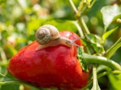 Na podwórku nie pojawi się ani jeden ślimak. Przyjemny dla ludzi zapach skutecznie je odstraszy