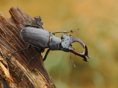Owady nie nadążają za globalnym ociepleniem