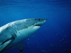 Była ósma rano, gdy zaatakował. Od 20 lat nie było takiej sytuacji