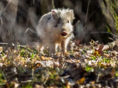 Warchlak dzika jak dalmatyńczyk. Niecodzienny okaz w Książańskim Parku Krajobrazowym
