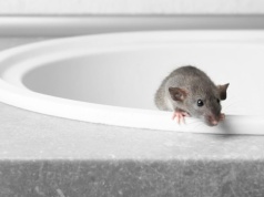 Problem z myszami w domu? Wystarczy położyć kilka listków. Gryzonie będą trzymać się z daleka