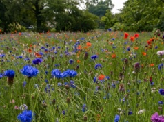 To najlepszy termin jej założenie. Ogród wypełnią wielobarwne kwiaty