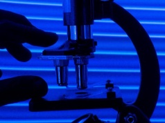 PolTREG pozytywnie ocenia wyniki przedklinicznych badań na zwierzętach w terapii in vivo