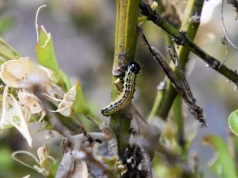 Ćma bukszpanowa zniknie jak ręką odjął. Wystarczą produkt ze spożywczaka i woda