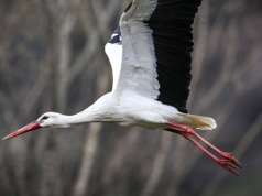 Wiemy, gdzie są polskie bociany. Kierują się w środek wojny