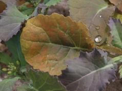 Bor w rzepaku: kiedy podać i dlaczego dawki muszą być dzielone