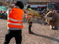 Wrocław: Na Rynku sadzą pierwsze drzewa