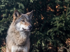 Niemcy legalizują polowanie na wilki. Decyzja budzi emocje