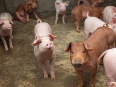 Dargiewicz: Ceny tuczników rosną w całej Europie. Polska jednym z liderów wzrostów