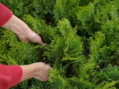 Jak zagęścić tuje? Sekret tkwi w przycinaniu czubków
