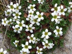 Rośnie w Polsce tylko w jednym miejscu. To unikat na skalę światową