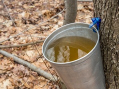 Sok z tego drzewa hamuje starzenie. Wkrótce napełnisz nim butelki