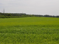 Mróz do –30°C i ulewy. Co z oziminami w Europie? Nowy raport KE