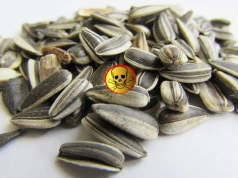 Alarm w sprawie Mercosur! Skażony słonecznik z Argentyny wykryty w Bułgarii. Kolejne statki już płyną do Europy