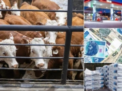 Nawozy i paliwo drożeją, rzepak w górę, zboża stoją. Co z bydłem?