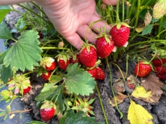 Marzec to moment prawdy dla truskawek. Pominięcie tej rzeczy może kosztować cię połowę plonów