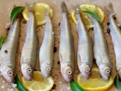 Polacy całkiem zapomnieli o tej rybie. Jest lepsza od dorsza i łososia razem wziętych