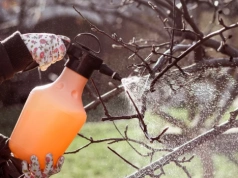 Ten oprysk niszczy jaja szkodników. Mszyce nie zdążą zaatakować drzew