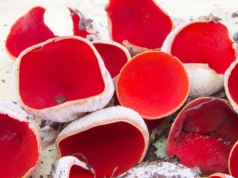 Polacy omijają z daleka. To błąd - ma nietuzinkowy smak