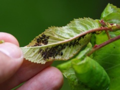 Nie wyrzucaj, tylko rozwieś na gałęziach. Wszystkie mszyce pouciekają