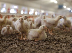 Ukraiński gigant drobiarski inwestuje. 20 nowych kurników na Wołyniu, 6 kolejnych ferm w planie