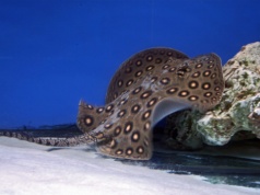 Wyciągnęli z rzeki gigantyczną płaszczkę. To nowy rekord świata