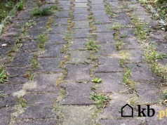 Zaniedbana kostka brukowa? Ten domowy trik działa szybciej niż myjka ciśnieniowa