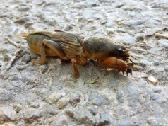 Wlej do słoika i zakop w ziemi. Turkucie nie oprą się zapachowi