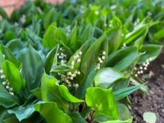 Przyciągają kleszcze jak magnes. Tu czają się ich całe stada