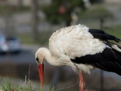 Bociany wracają wcześniej niż zwykle. Dlaczego tak się dzieje?