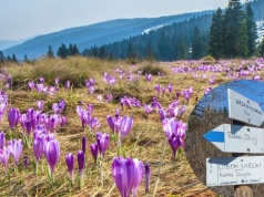 Solankowa duma PRL i Europy. Brama do Gorców i świata krokusów