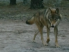 Spokojnie, to tylko wilk!