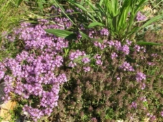 Śląski Ogród Botaniczny wprowadził zakaz przychodzenia z psami