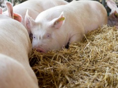 Kolejny rolnik ukarany za hodowlę świń na wsi. Czy politycy coś z tym w końcu zrobią?