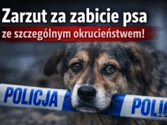 Zarzut za zabicie psa ze szczególnym okrucieństwem