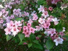 Sekret obfitego kwitnienia. Większość ogrodników robi to w złym terminie