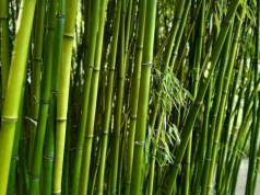 Polacy go nie jedzą. Może wspierać serce, jelita i redukować stres