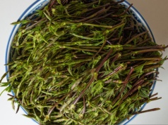 "Złoty chwast" rośnie w Polsce. Za granicą płacą nawet 1000 euro za kilogram