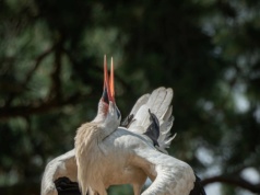 Wielka fala ptaków leci z Afryki. Niektóre z nich już dotarły do Polski