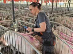 Każda „pusta” locha to tygodnie strat. Jak USG i pomiar słoniny ratują rozród?