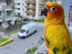 Ktoś zastrzelił papugę Rogera na krakowskim osiedlu. Następnego dnia pojawiła się szokująca kartka