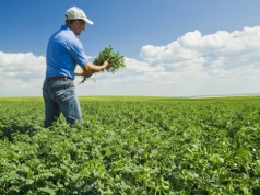 Na księżycowej glebie wyrosła roślina. Jemy ją czasem na obiad