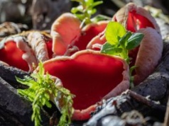 Właśnie pojawiły się w lesie. Tylko doświadczeni grzybiarze je zbierają, bo wiedzą, jak są pyszne