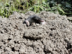 Włóż to do kopca. Długo nie zobaczysz kreta w ogrodzie