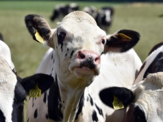 Policja rozbiła szajkę złodziei bydła. Ukradli z pastwisk 12 byków i jałówek, 5 zatrzymanych