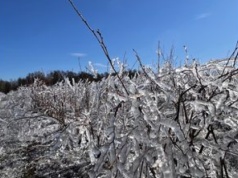 Pomoc po przymrozkach nie trafi do wszystkich sadowników. Oto dlaczego
