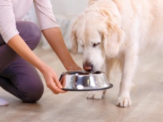 Co naprawdę trafia do misek naszych pupili? Niepokojące wyniki kontroli karmy dla psów i kotów