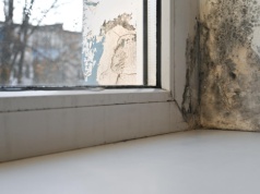 Najemcy skarżą się na pleśń w mieszkaniach socjalnych i wygrywają sprawy