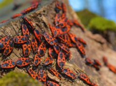 Nie zabijaj tych czerwonych robaków. Są bardziej pożyteczne, niż myślisz