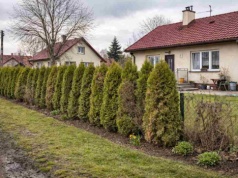 Zastąp tuje tą rośliną. ZERO przycinania, 100% elegancji, gęsty mur cały rok